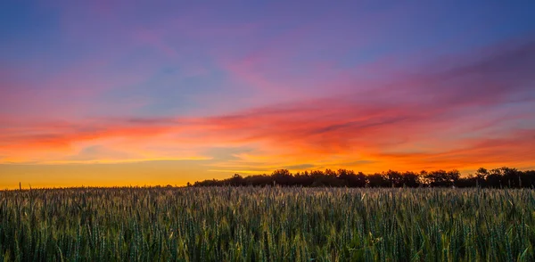 Nascer do sol e trigo — Fotografia de Stock