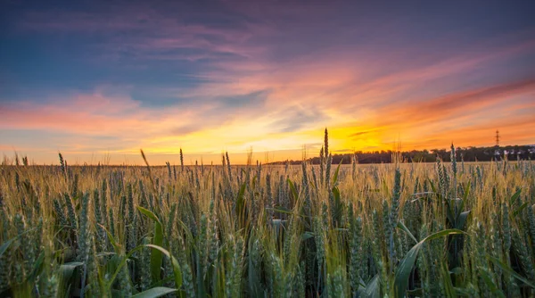 Nascer do sol e trigo — Fotografia de Stock