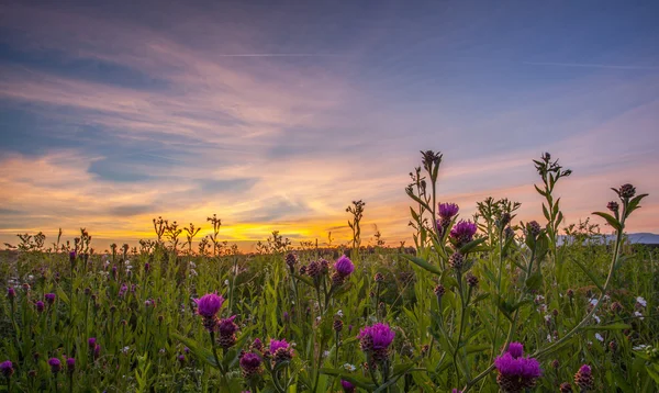 Sonnenaufgang der Wildblume — Stockfoto