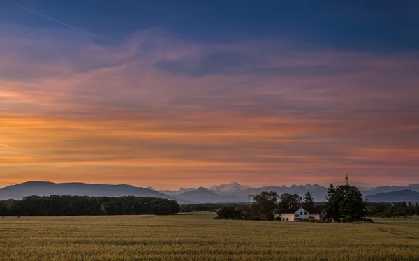 Nascer do sol e trigo — Fotografia de Stock