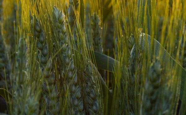 Восход и пшеница — стоковое фото