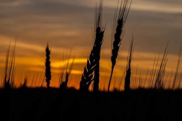 Sonnenaufgang und Weizen — Stockfoto