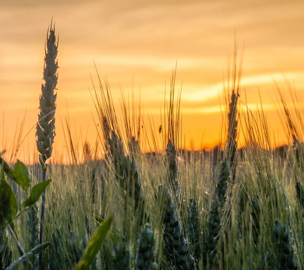 小麦和日出 — 图库照片