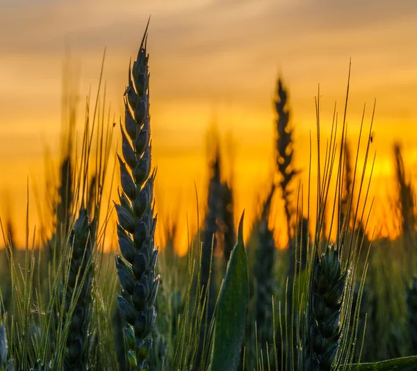 Weizen und Sonnenaufgang — Stockfoto