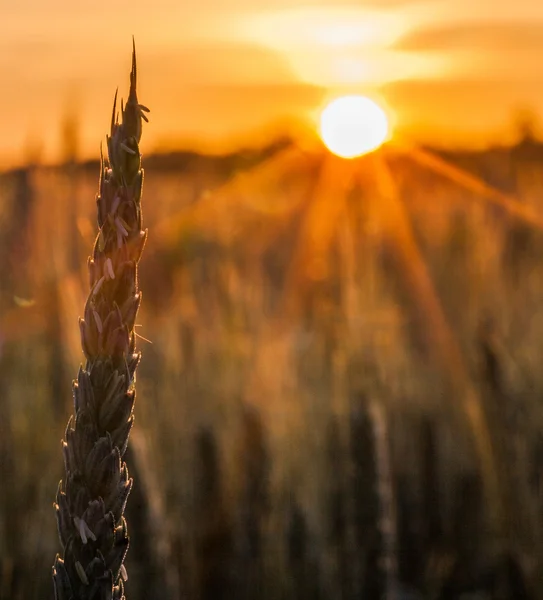 Weizen und Sonnenaufgang — Stockfoto