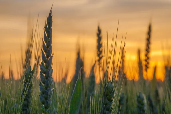 Weizen und Sonnenaufgang — Stockfoto