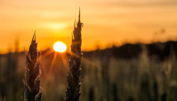 Weizen und Sonnenaufgang — Stockfoto