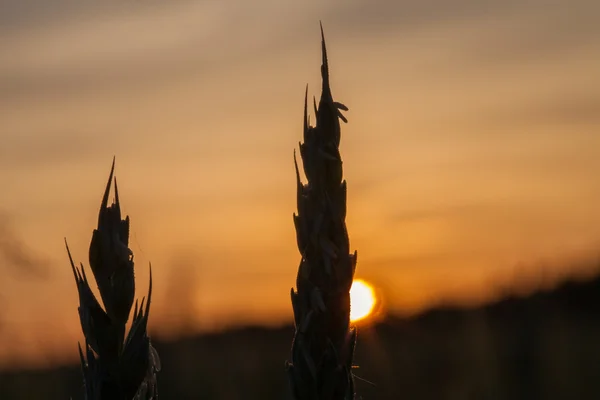 Sonnenaufgang und Weizen — Stockfoto