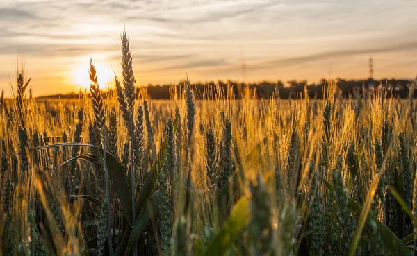 Sonnenaufgang und Weizen — Stockfoto