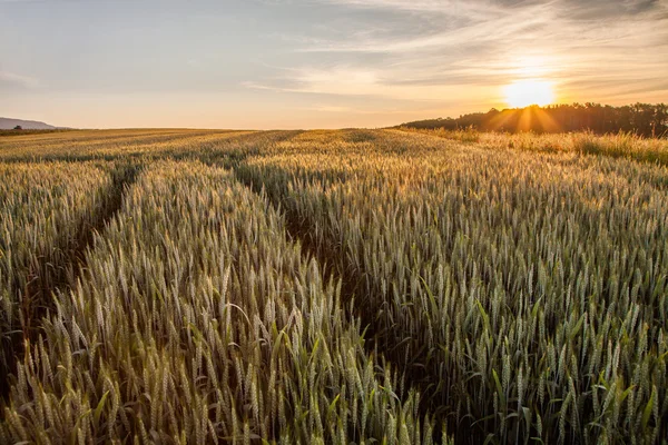 Soluppgång och vete — Stockfoto