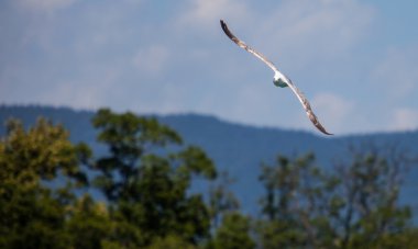 Cenevre Gölü martı