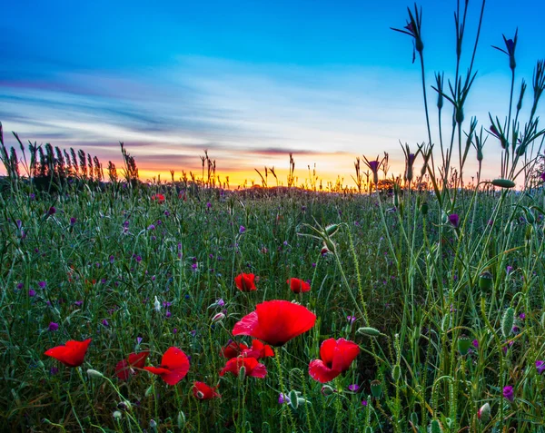 Amapolas y amanecer — Foto de Stock