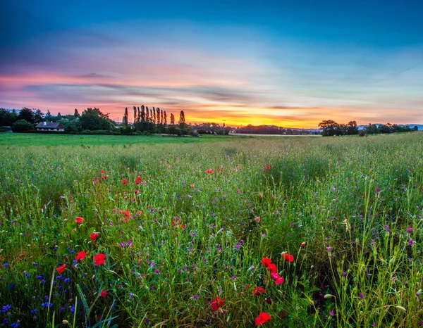 Mohn und Sonnenaufgang — Stockfoto