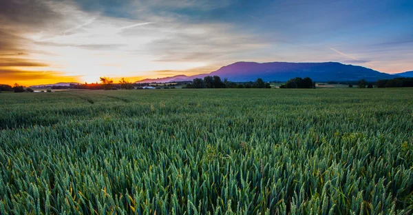 Vete och soluppgång — Stockfoto