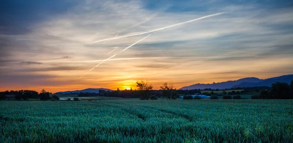 Weizen und Sonnenaufgang — Stockfoto