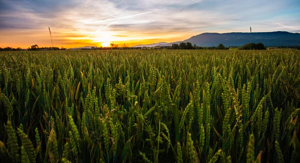 Pšenice a sunrise — Stock fotografie