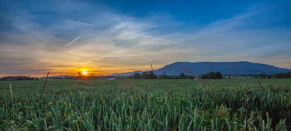小麦和日出 — 图库照片