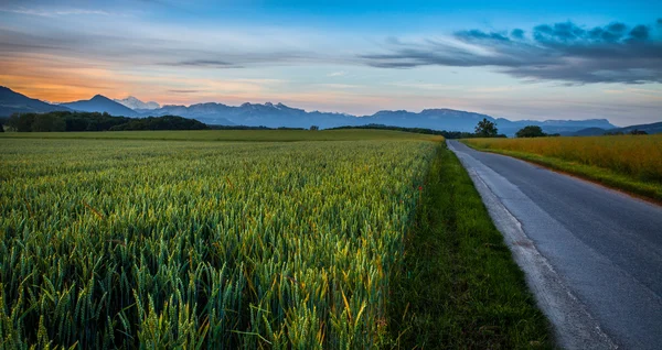 Vete och soluppgång — Stockfoto