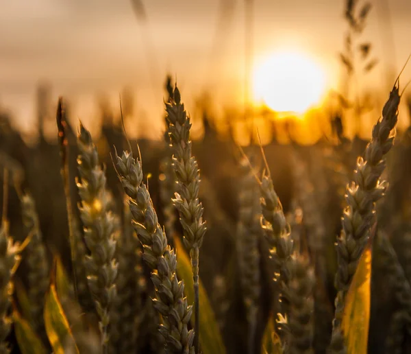 Weizen und Sonnenaufgang — Stockfoto