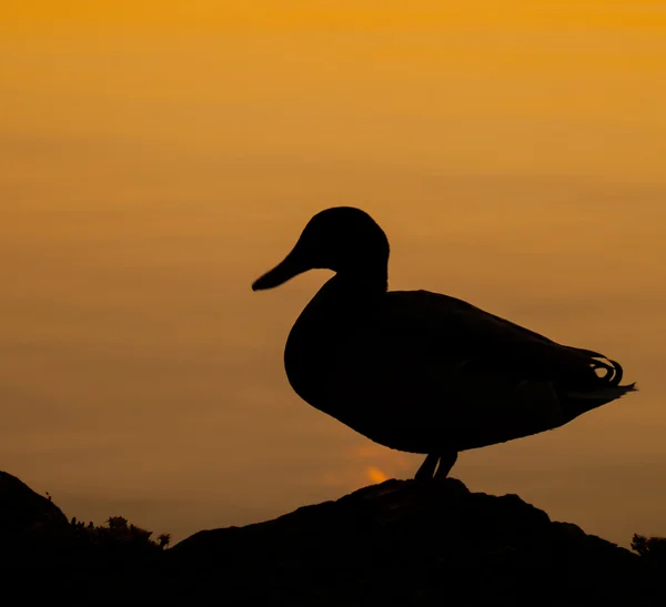 Mallard or Wild Duck — Stock Photo, Image