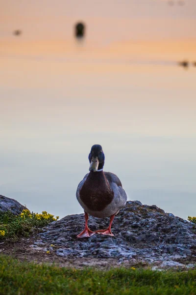 Gräsand eller wild duck — Stockfoto