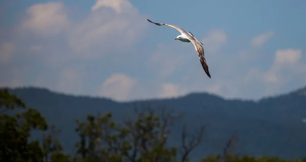 Lake Geneva Seagull — Stock Photo, Image