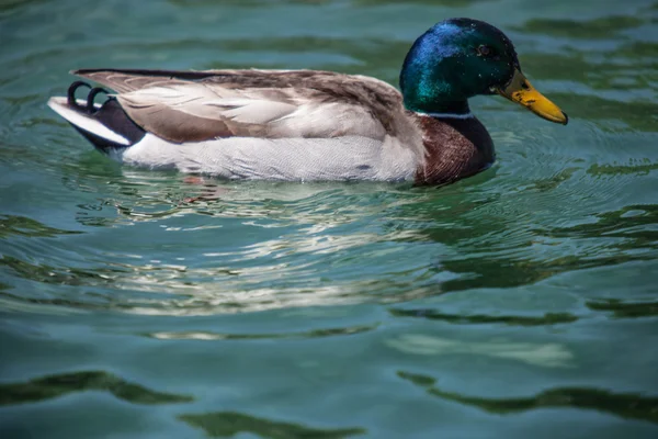 Gräsand eller wild duck — Stockfoto