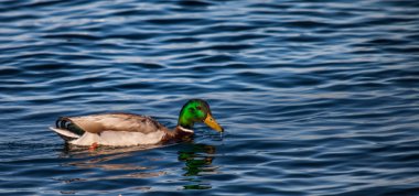 Mallard ya da yaban ördeği
