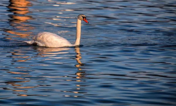 Cenevre Gölü swan — Stok fotoğraf