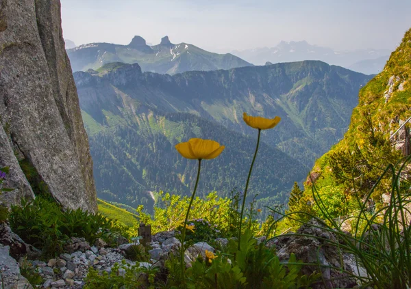 Alpine wilde bloemen — Stockfoto