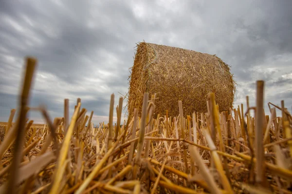 Cálice de trigo e nuvens de tempestade — Fotografia de Stock