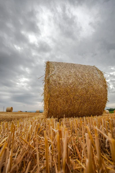 Cálice de trigo e nuvens de tempestade — Fotografia de Stock