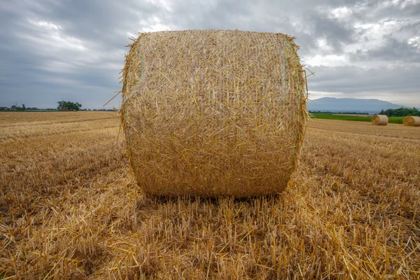 小麦のベールと嵐の雲 — ストック写真