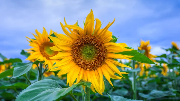 Sunflower — Stock Photo, Image