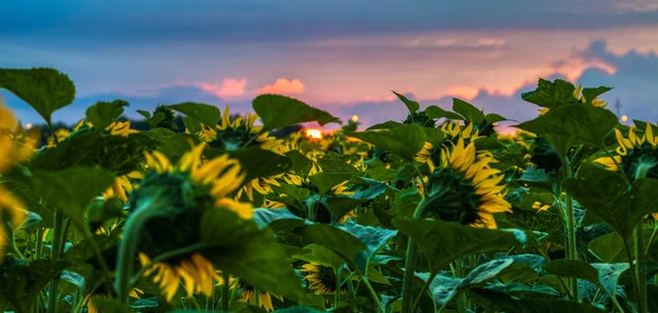 Girasoles — Foto de Stock