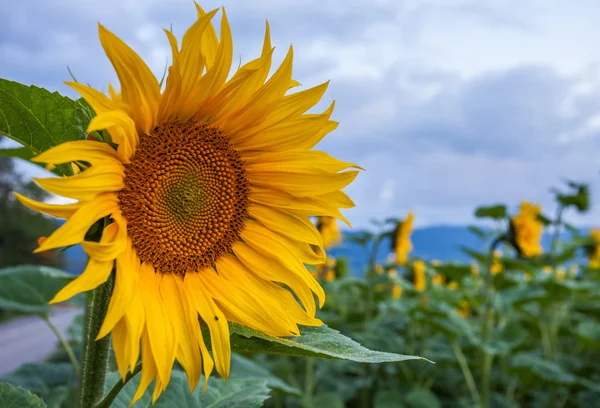 Girasoles —  Fotos de Stock