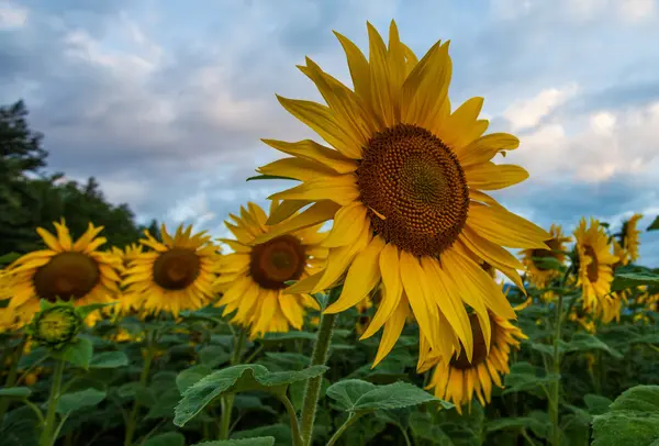 Solrosor — Stockfoto