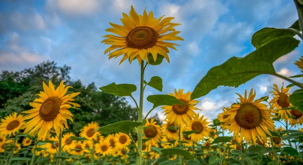 Solrosor — Stockfoto