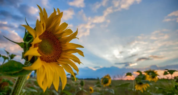 Girasoli — Foto Stock