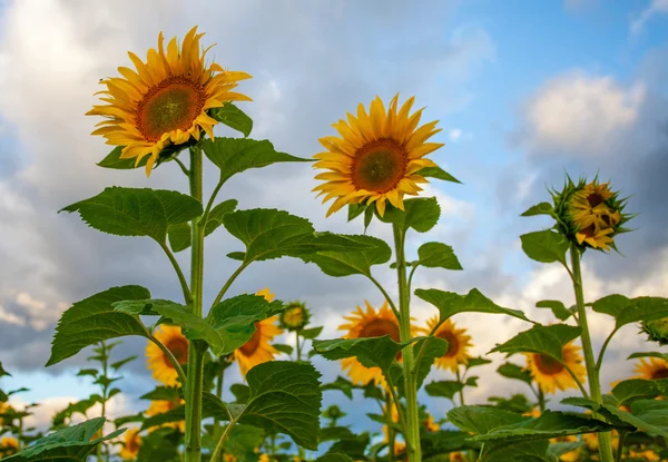 Girasoli — Foto Stock