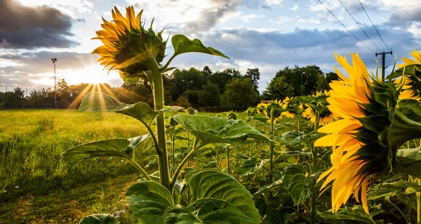 Girasoli — Foto Stock