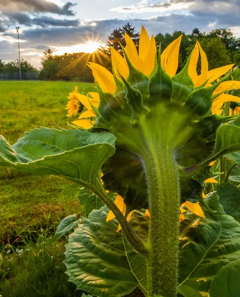 Girasoles —  Fotos de Stock