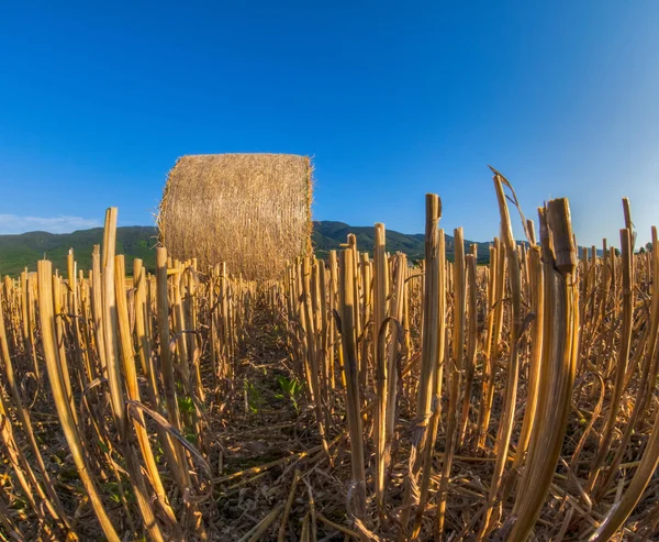Пшениця тюків — стокове фото