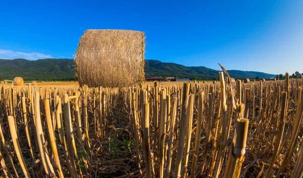 Wheat Bale — Stock Photo, Image