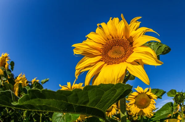 Girasoli — Foto Stock