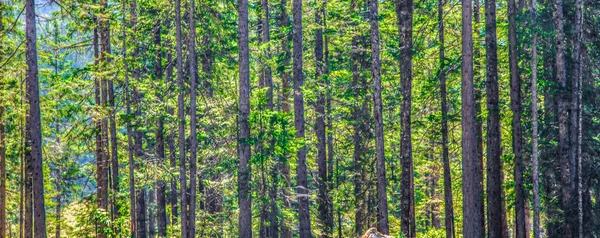 Bosque Resumen — Foto de Stock