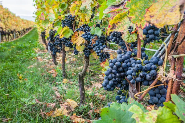 Čerstvé vinné hrozny — Stock fotografie