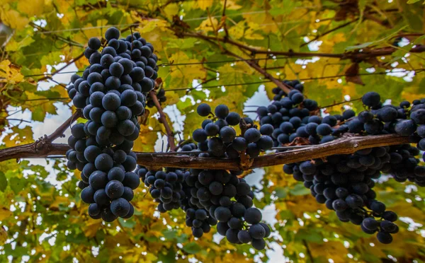 Čerstvé vinné hrozny — Stock fotografie