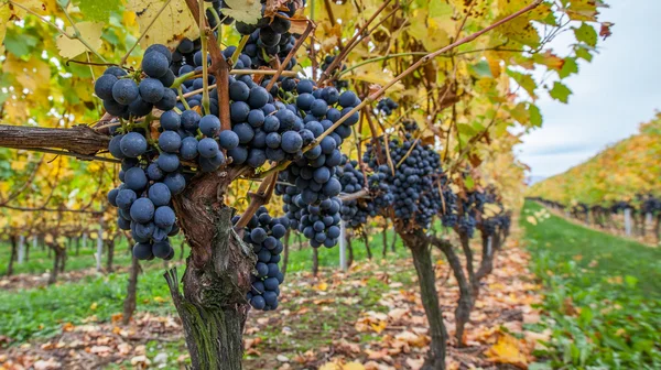 Uvas frescas — Foto de Stock