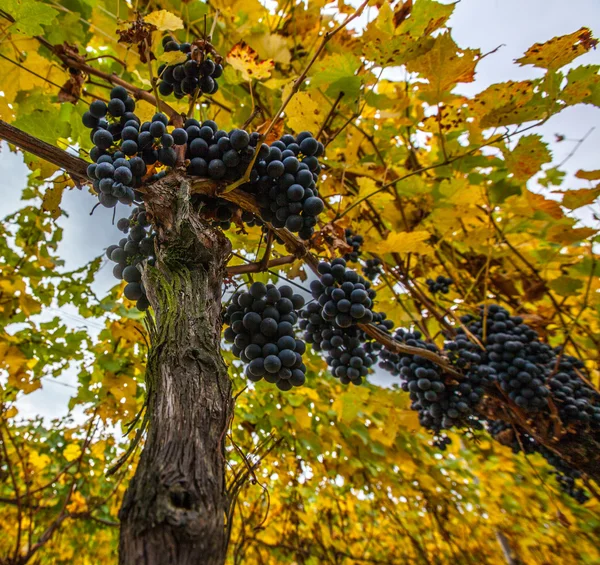 Uvas frescas — Foto de Stock